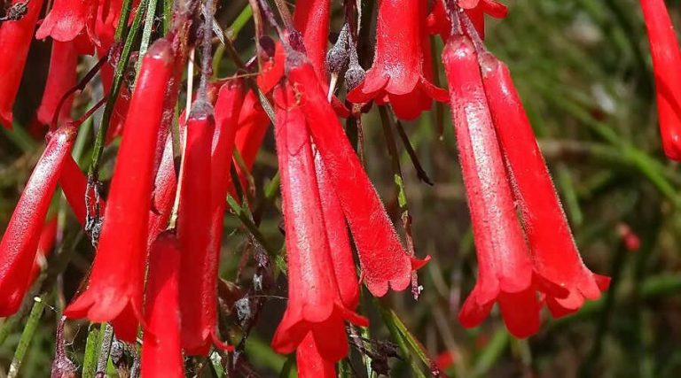 Firecracker plant - Mashtal Garden Centers