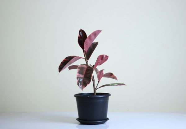 Burgundy Rubber tree