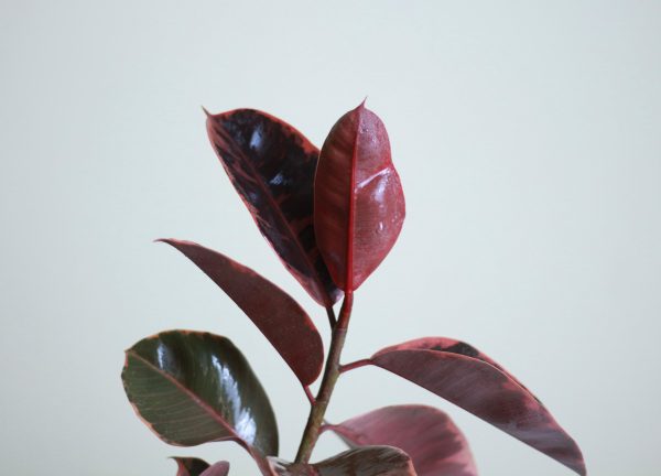 Burgundy Rubber tree