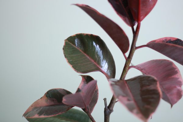 Burgundy Rubber tree