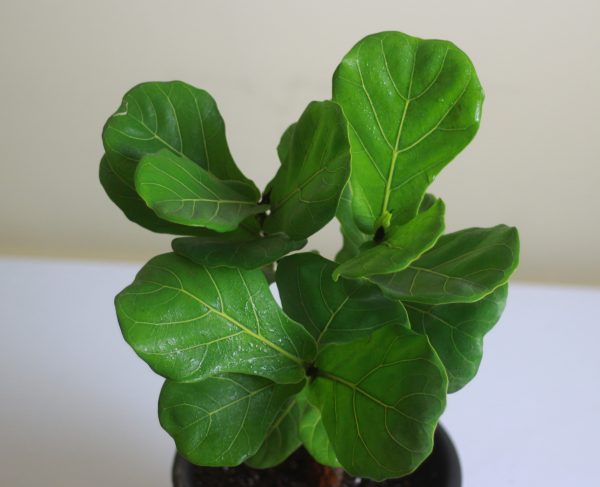 Baby Fiddle-Leaf Fig