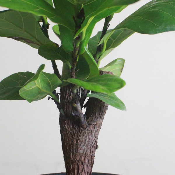 Baby Fiddle-Leaf Fig