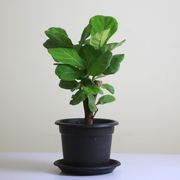 Baby Fiddle-Leaf Fig