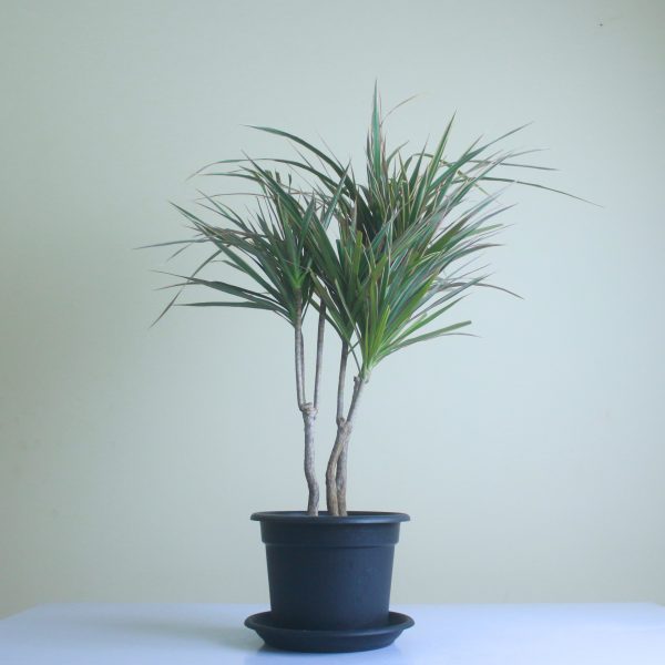 Dracaena Tricolor