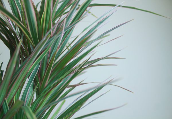 Dracaena Tricolor