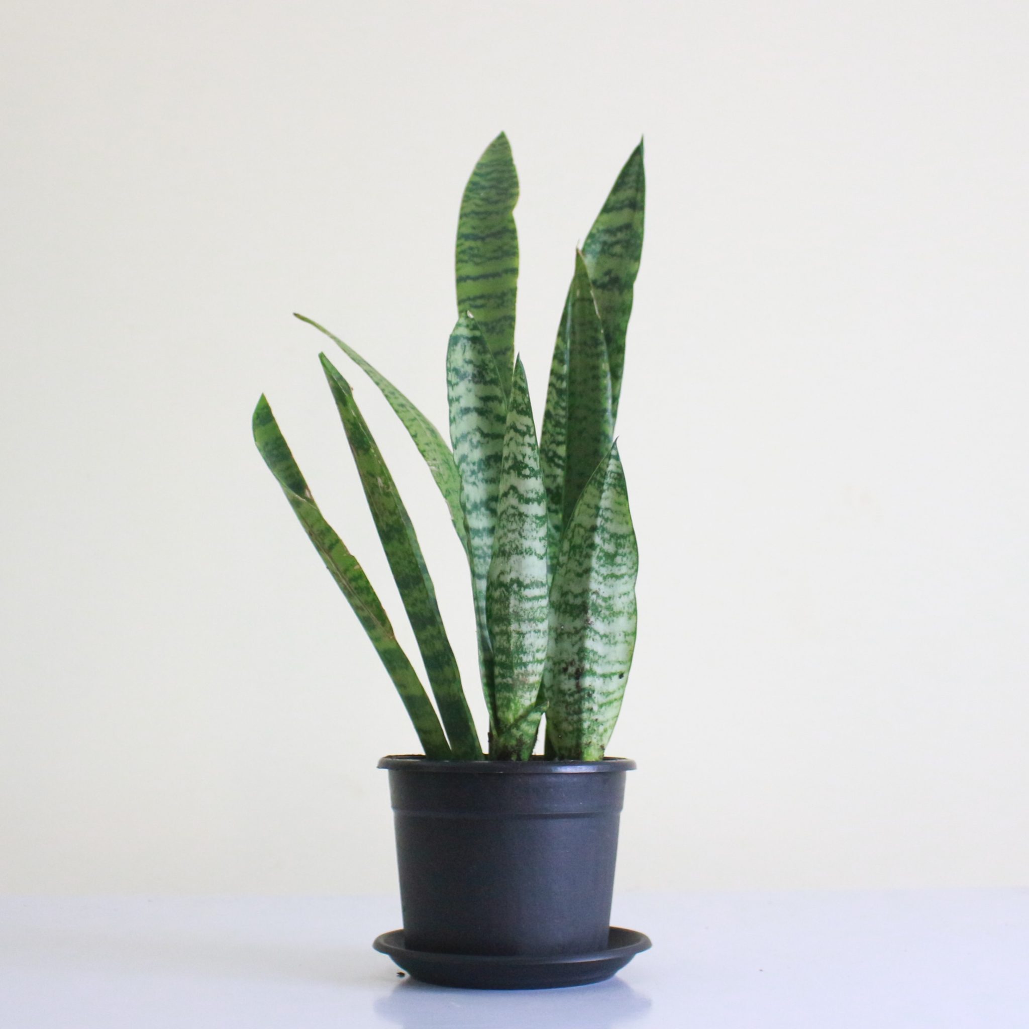 Green Tiger Snake Plant - Mashtal Garden Centers