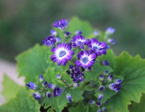 Florist's Cineraria