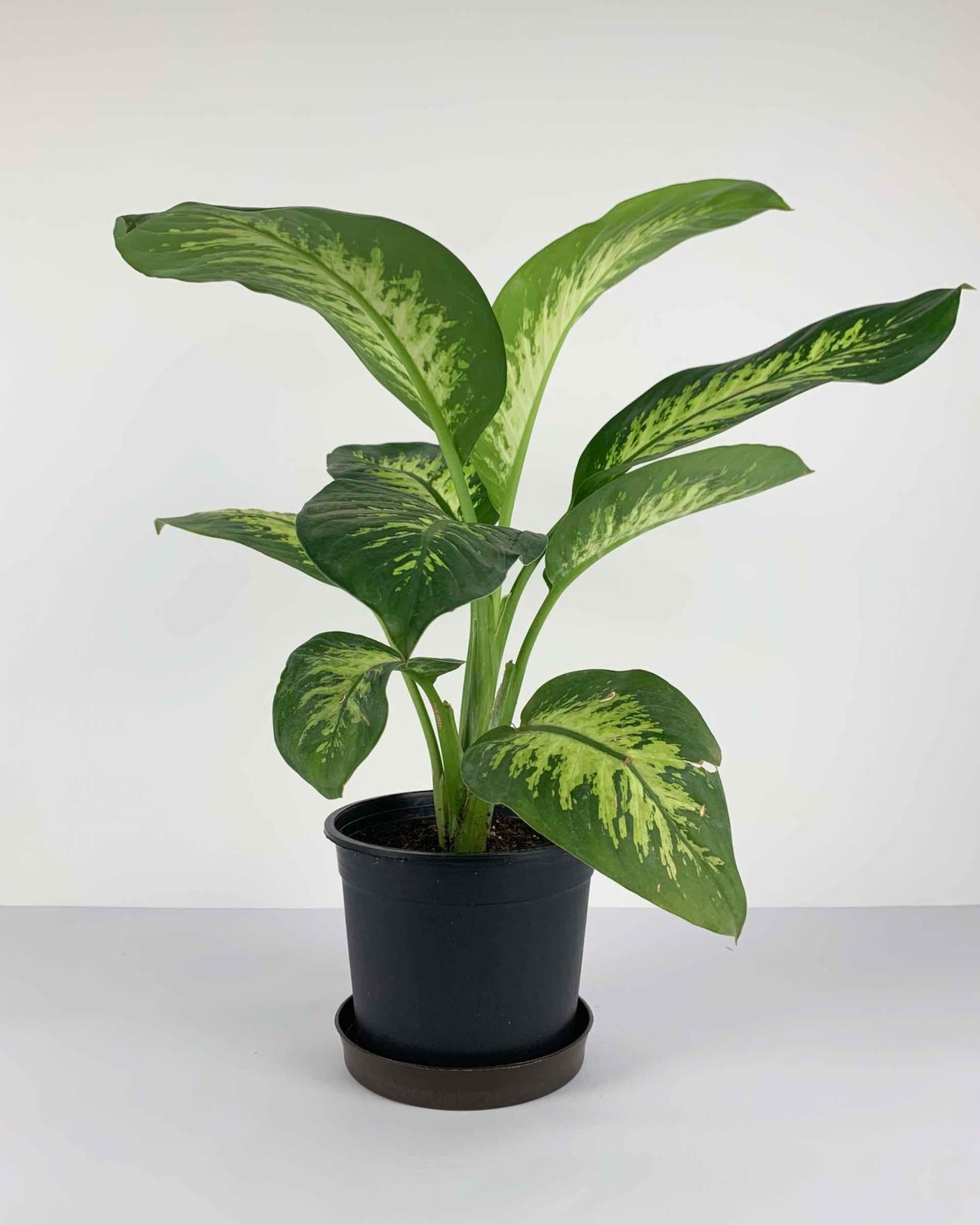 Dieffenbachia Tropic Snow - Mashtal Garden Centers