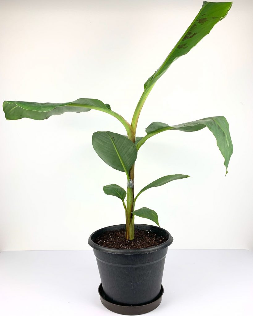 Banana tree - Mashtal Garden Centers