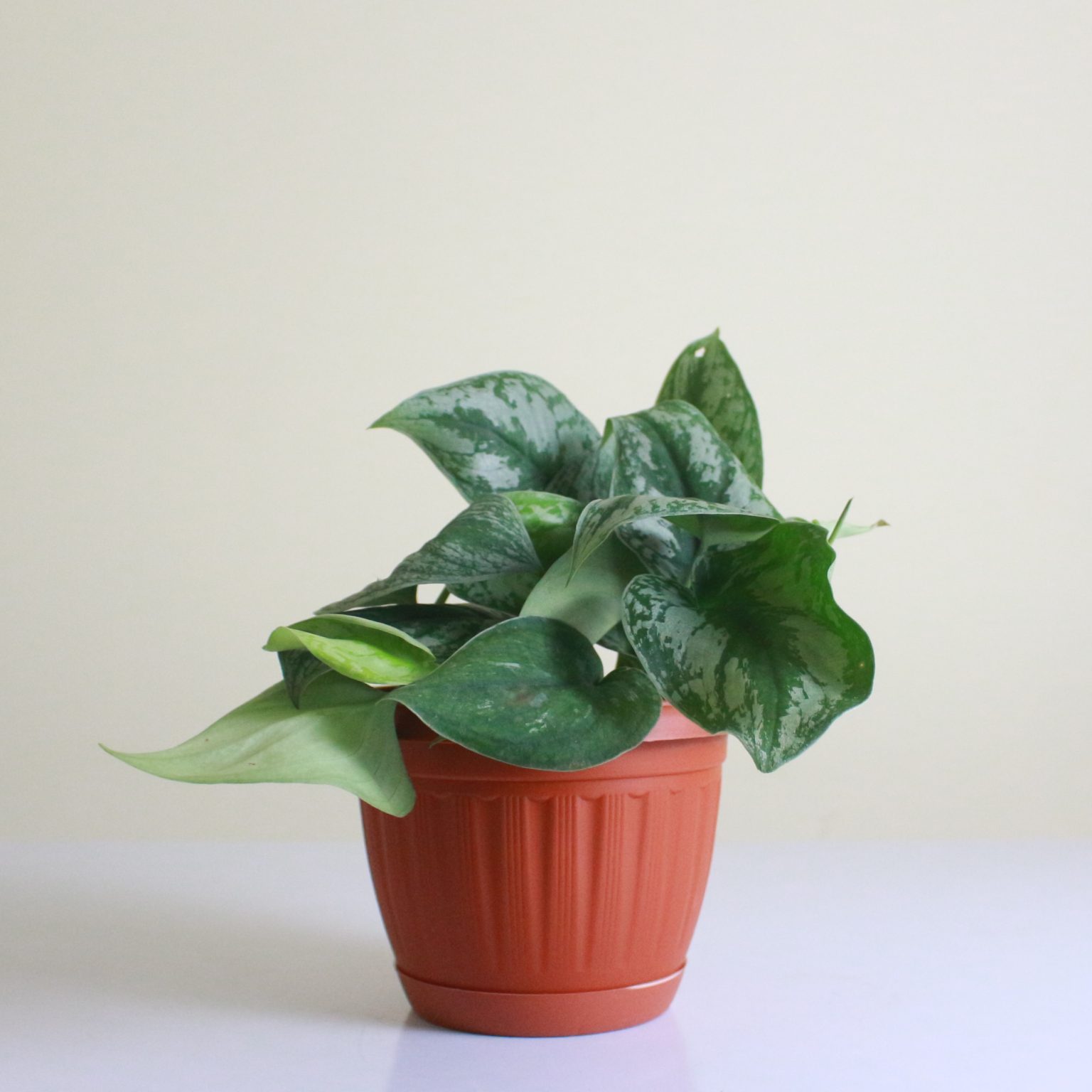 Silver Satin Pothos - Mashtal Garden Centers