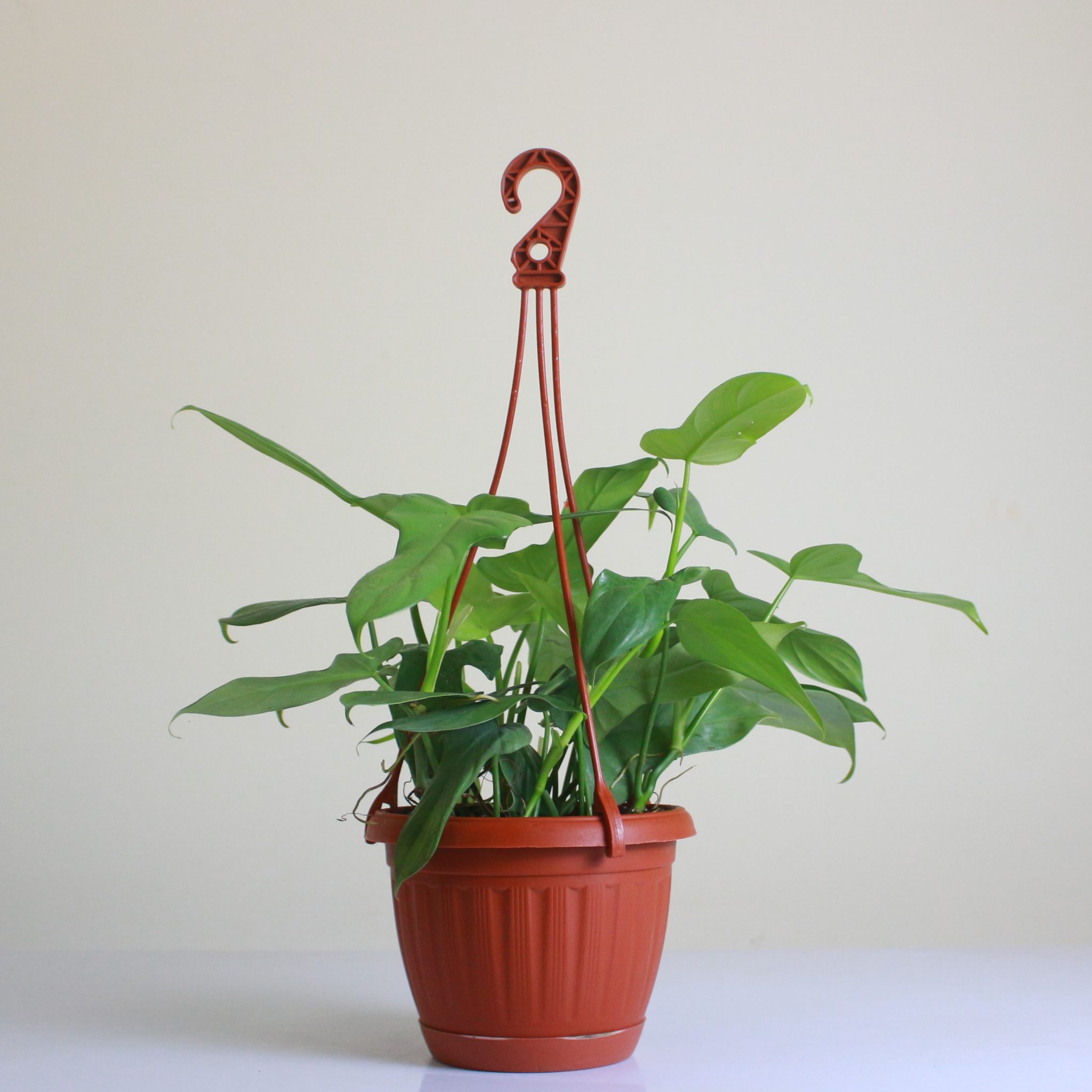 Violin Philodendron - Mashtal Garden Centers