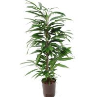 Bamboo Palm - Mashtal Garden Centers