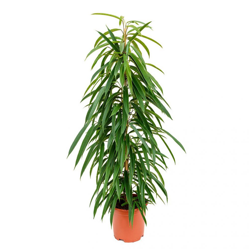 Firecracker plant - Mashtal Garden Centers