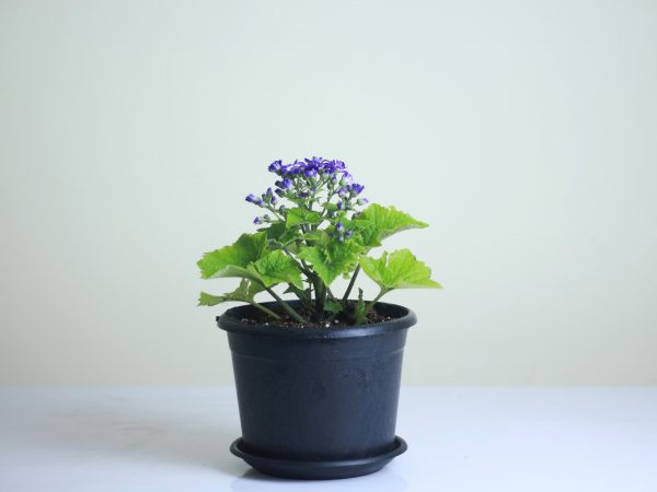 Florist's Cineraria