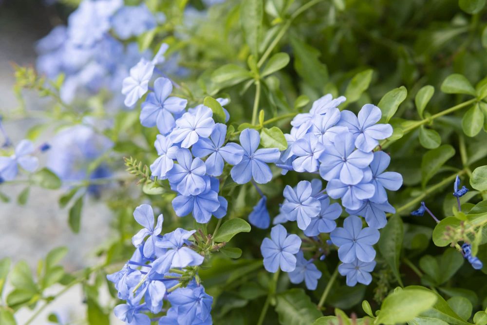 Plumbago - Mashtal Garden Centers